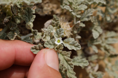 Neurada procumbens