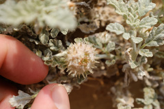 Neurada procumbens