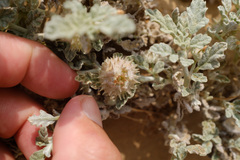 Neurada procumbens