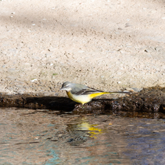 Motacilla cinerea