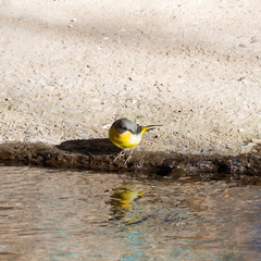 Motacilla cinerea
