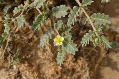 Tribulus pentandrus