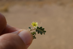 Tribulus pentandrus