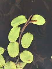 Potamogeton sulcatus