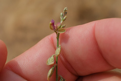 Polygala erioptera