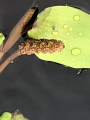 Potamogeton sulcatus
