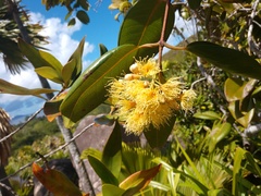 Syzygium wrightii
