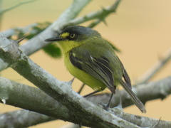 Todirostrum poliocephalum