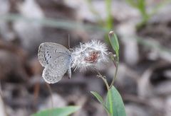 Pseudozizeeria maha okinawana