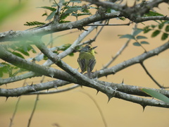 Todirostrum poliocephalum
