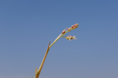 Panicum turgidum