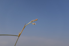 Panicum turgidum
