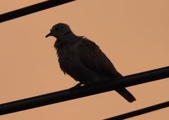 Streptopelia tranquebarica