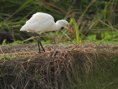Bubulcus ibis