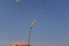 Panicum turgidum