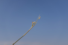Panicum turgidum