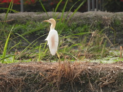 Bubulcus ibis