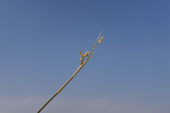 Panicum turgidum