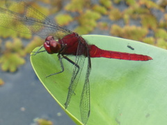 Erythemis mithroides