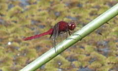 Erythemis mithroides