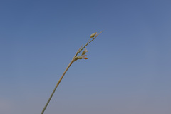 Panicum turgidum