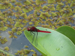 Erythemis mithroides