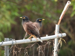Acridotheres tristis