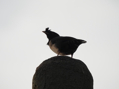 Acridotheres cristatellus