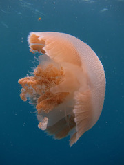 Versuriga