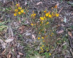 Pultenaea reflexifolia