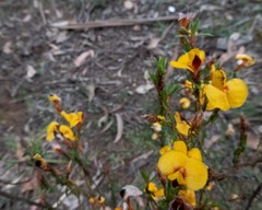 Pultenaea reflexifolia