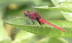 Erythemis mithroides