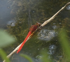 Erythemis mithroides