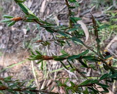 Pultenaea reflexifolia