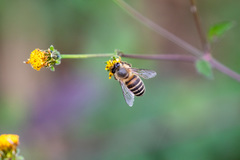 Apis cerana japonica