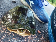 Cuora amboinensis kamaroma