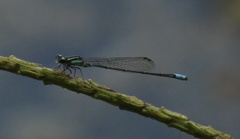 Acanthagrion lancea