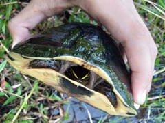 Cuora amboinensis kamaroma