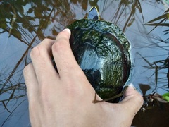 Cuora amboinensis kamaroma