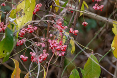 Euonymus hamiltonianus sieboldianus