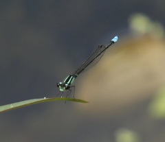 Acanthagrion lancea