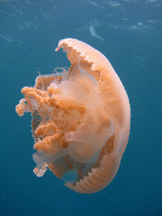 Versuriga