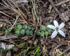 Lobelia pedunculata