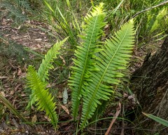 Blechnum nudum