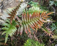 Blechnum wattsii