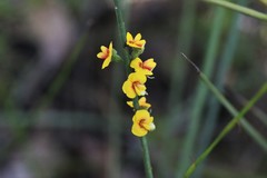 Sphaerolobium vimineum