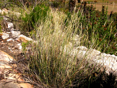 Ehrharta ramosa aphylla