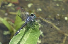Micrathyria catenata