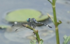 Micrathyria catenata