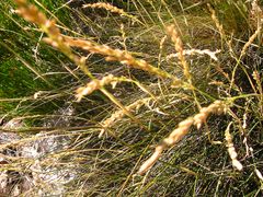 Ehrharta ramosa aphylla